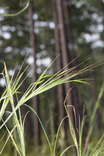Heteropogon melanocarpus #23